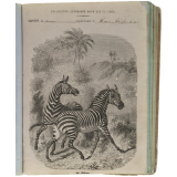 Le Zèbre.