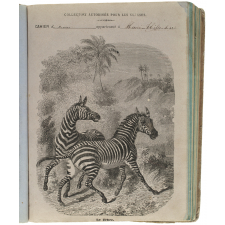 Le Zèbre.