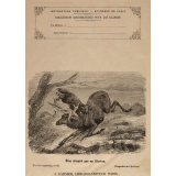 Élan attaqué par un glouton - Histoire naturelle n°93.