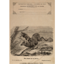 Élan attaqué par un glouton - Histoire naturelle n°93.