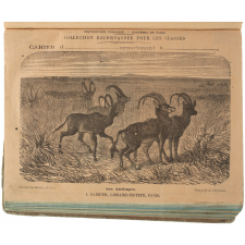 Les Antilopes - Histoire naturelle n°130.