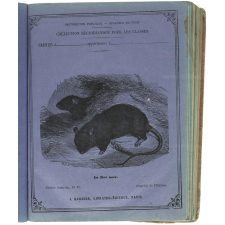 Le Rat noir - Histoire naturelle n°67.