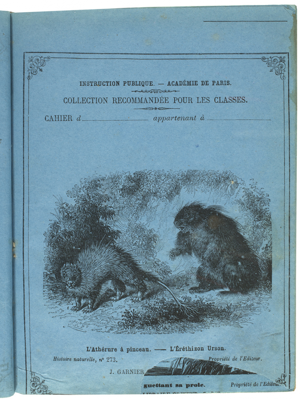 L'Athérure à pinceau - L'Éréthizon Urson - Histoire naturelle n°273.