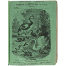 Les Palmipèdes - Histoire naturelle n°151.