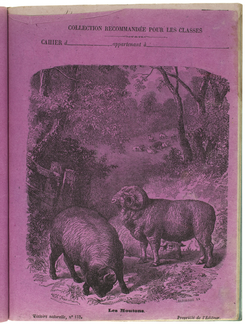 Les Moutons - Histoire naturelle n°152.