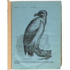 Le Vautour d'Angola.