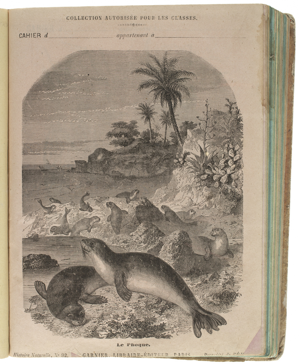 Le Phoque - Histoire naturelle n°92.