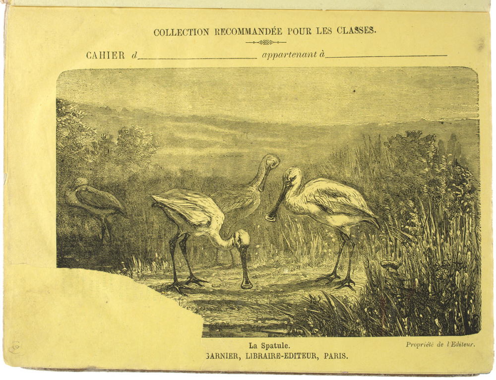 La Spatule - Histoire naturelle n° .