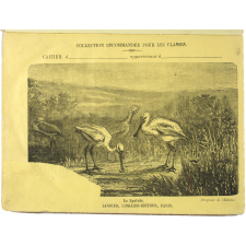 La Spatule - Histoire naturelle n° .