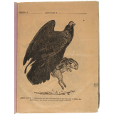 Aigle fauve.