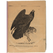 Aigle fauve.