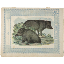 Le sanglier : Histoire naturelle