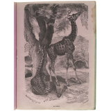 La Girafe.
