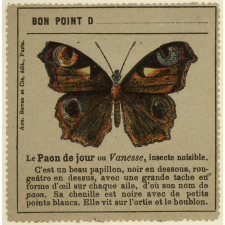 Papillon