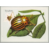 Doryphore