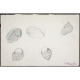 Coquillages