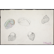 Coquillages