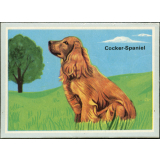 Cocker-Spaniel