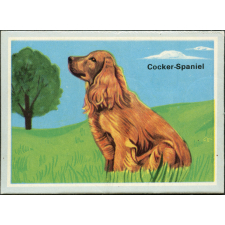 Cocker-Spaniel