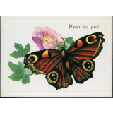 Paon du jour