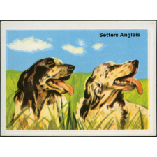 Setters Anglais