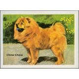 Chow-Chow