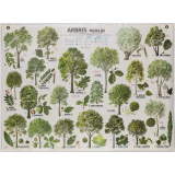 Arbres feuillus. Arbres résineux - feuillus méditerranée