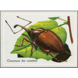 Charançon des noisettes