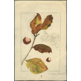 Feuilles d'automne