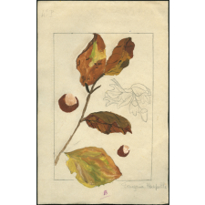 Feuilles d'automne