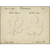 Ornement : Feuille de Figuier, Feuille de Vigne