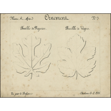 Ornement : Feuille de Figuier, Feuille de Vigne
