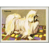 Pékinois