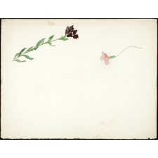 Fleurs printanières