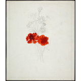 Fleurs rouges