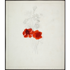 Fleurs rouges