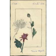 Chrysanthèmes