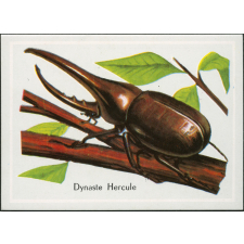 Dynaste Hercule