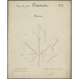 Ornement : Platane