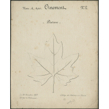 Ornement : Platane