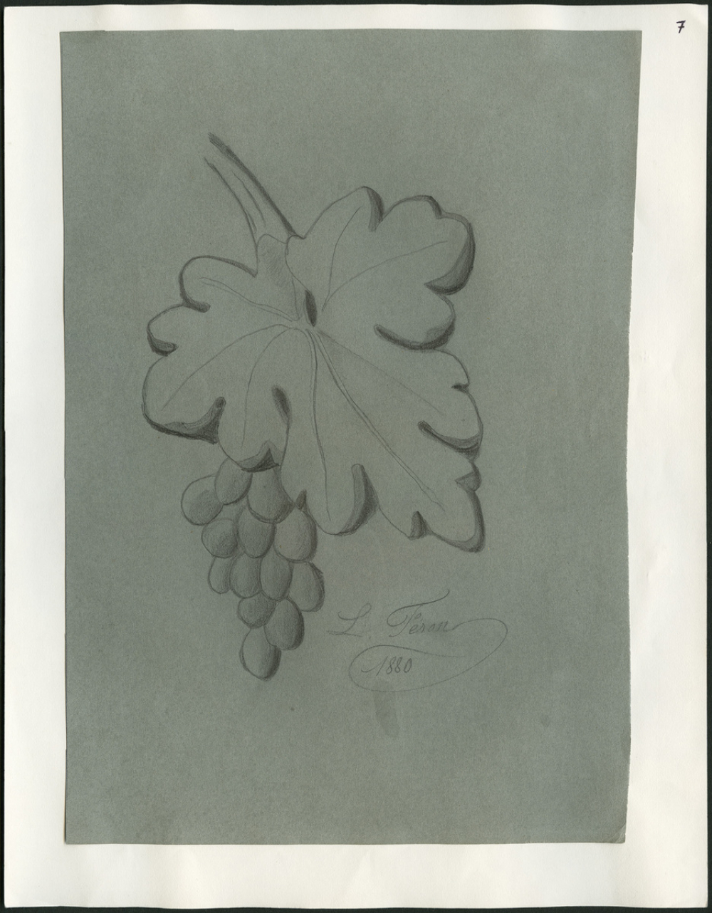 Feuille magnifique et feuille de raisin