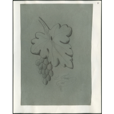 Feuille magnifique et feuille de raisin