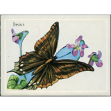 Jasius