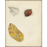 Feuilles d'automne