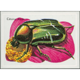 Cétoine dorée