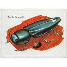Agrile bimaculé