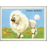 Caniche Barbichon
