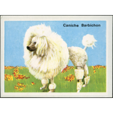 Caniche Barbichon