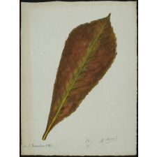 Feuille de dessin