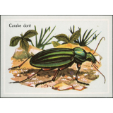 Carabe doré